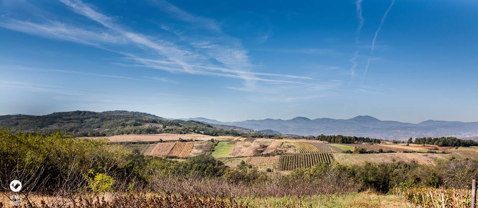 Podrum Braća Rajković 13